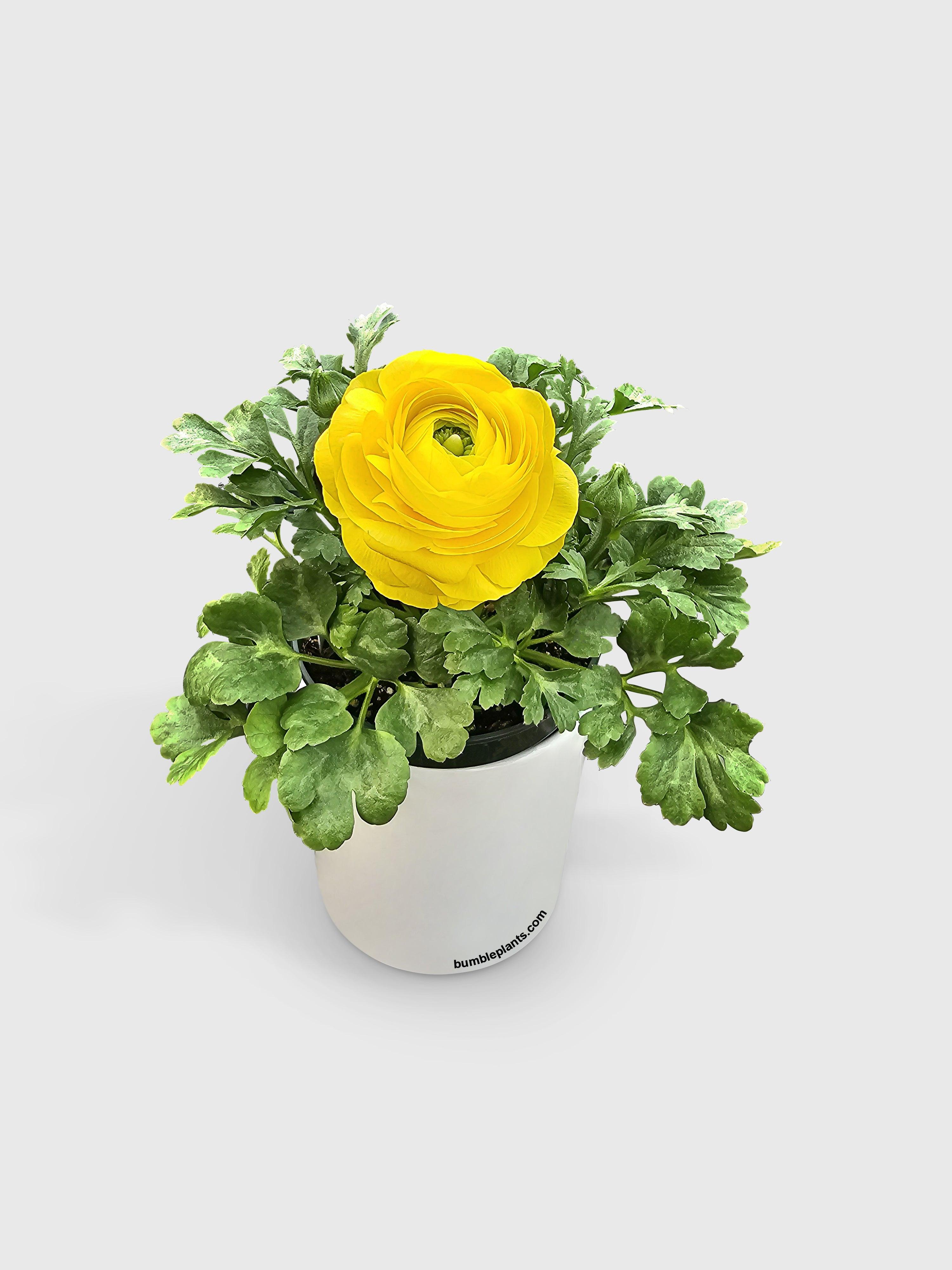 Bumble Plants Ranunculus Flower Blooming Plant