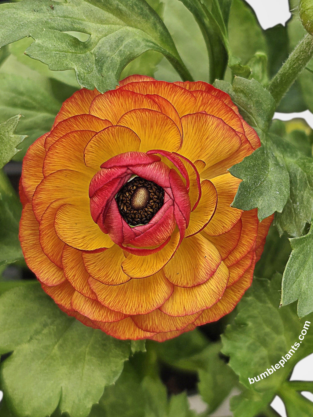 Bumble Plants Ranunculus Flower Blooming Plant