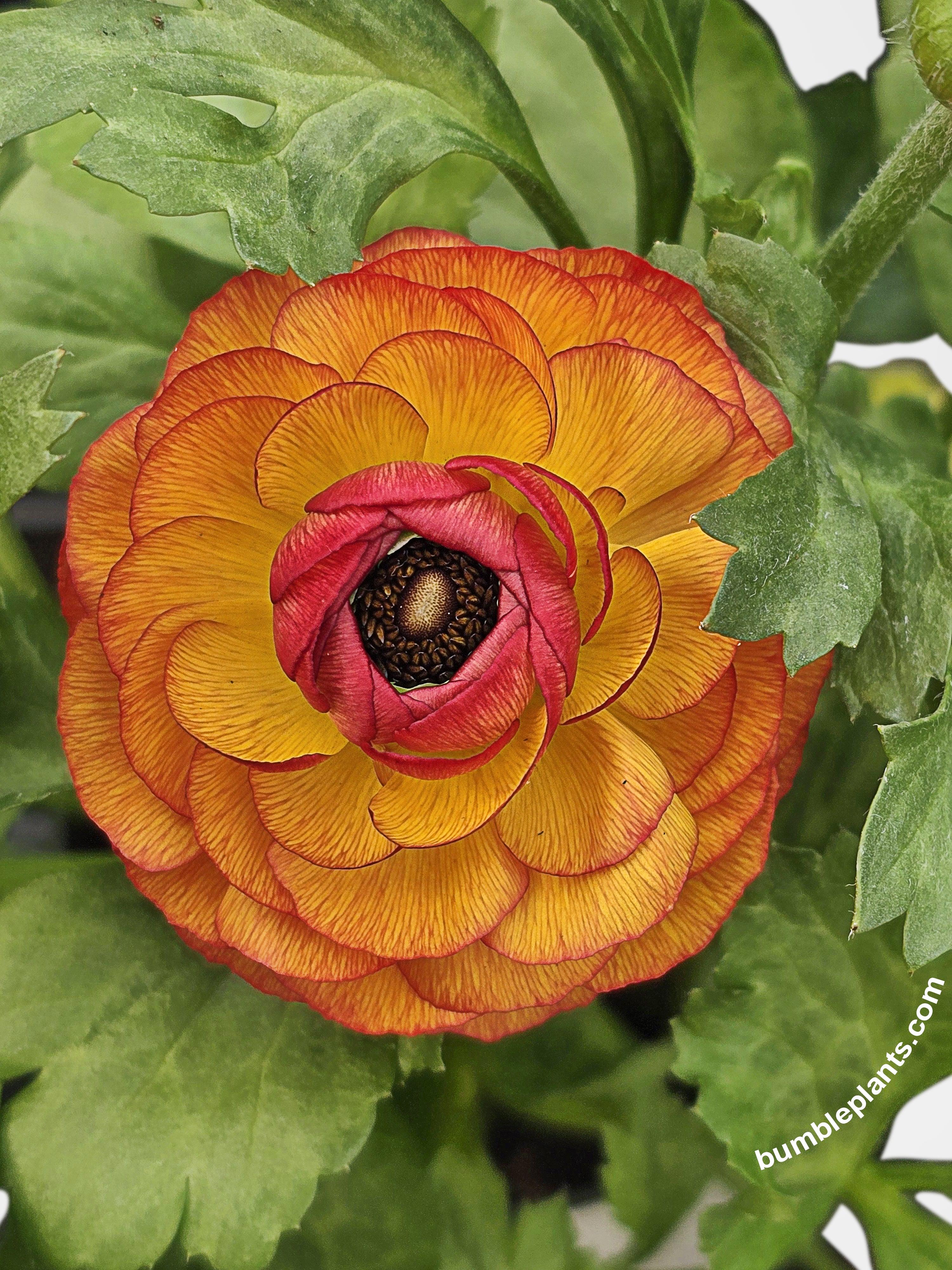 Bumble Plants Ranunculus Flower Blooming Plant