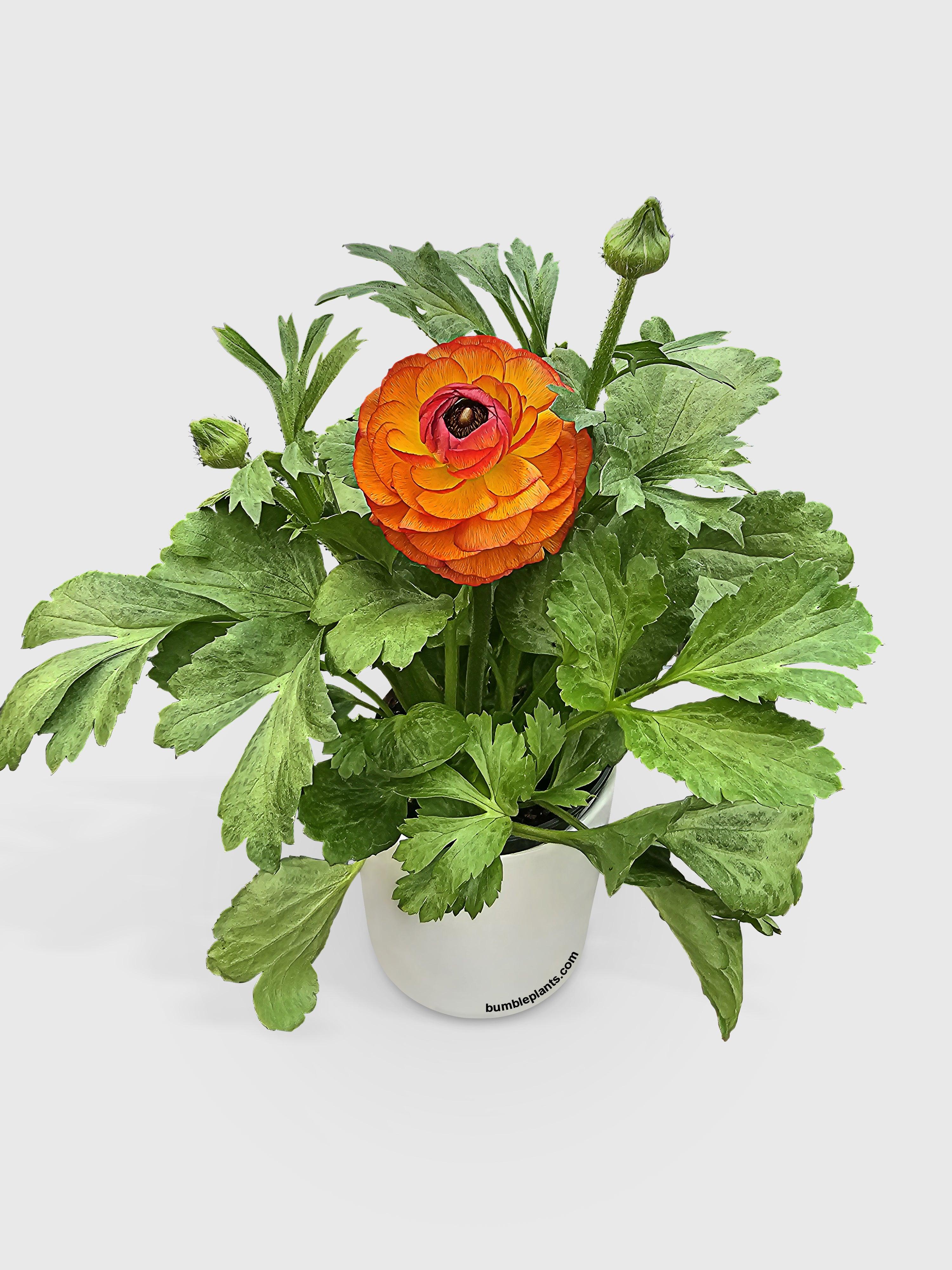 Bumble Plants Ranunculus Flower Blooming Plant