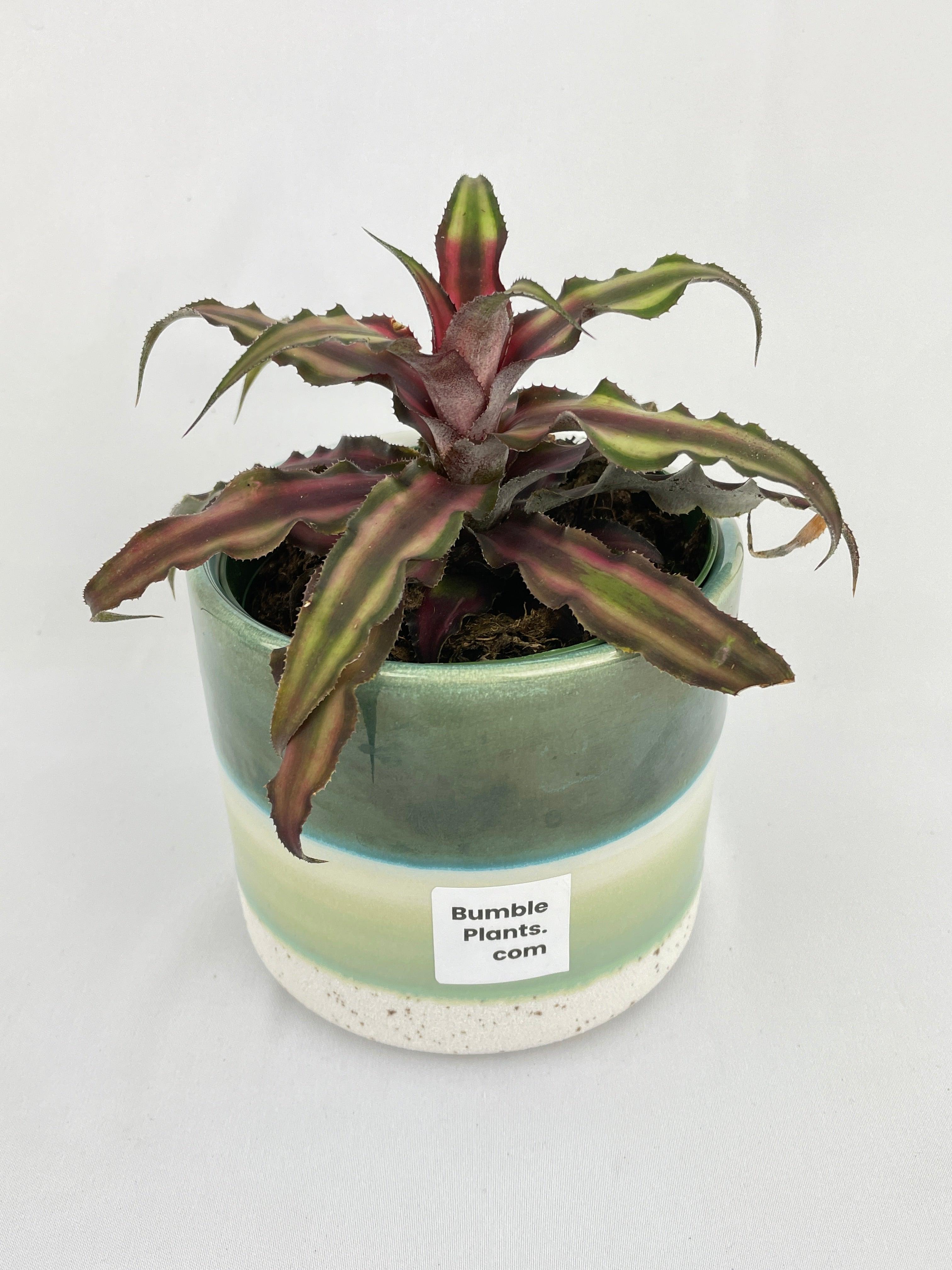 Bumble Plants Red Star Bromeliad Cryptanthus Bivittatus