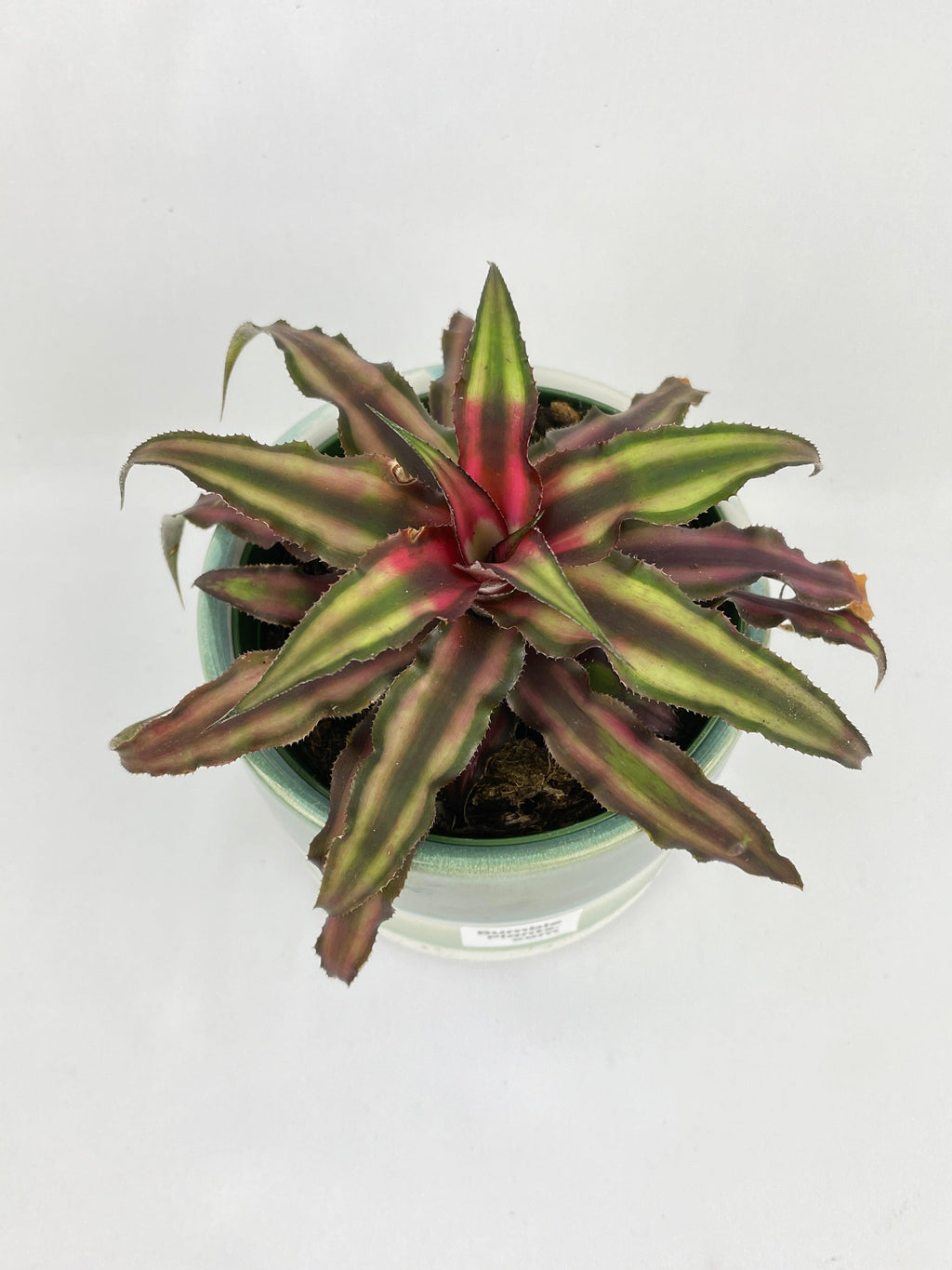 Bumble Plants Red Star Bromeliad Cryptanthus Bivittatus
