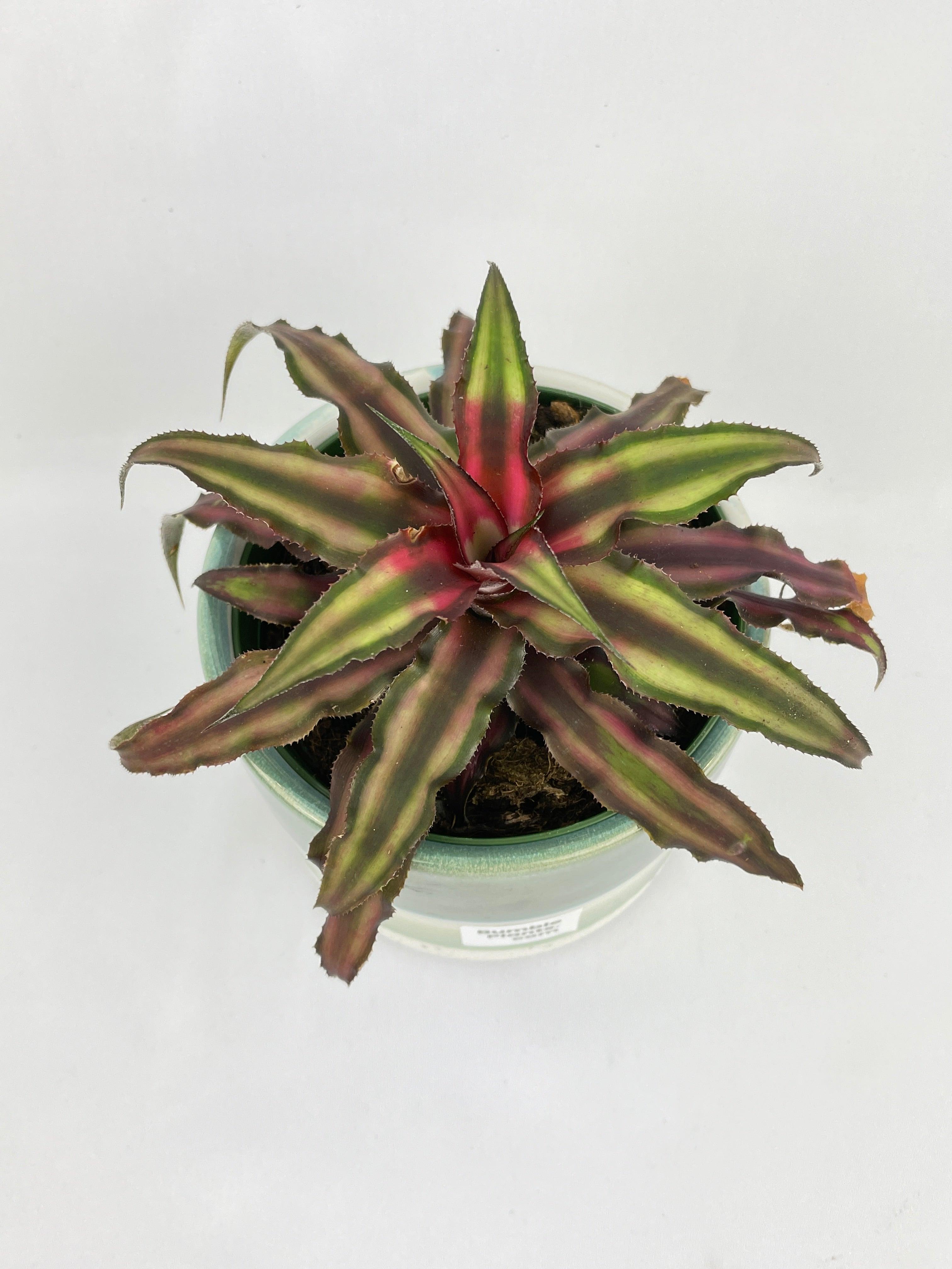 Bumble Plants Red Star Bromeliad Cryptanthus Bivittatus