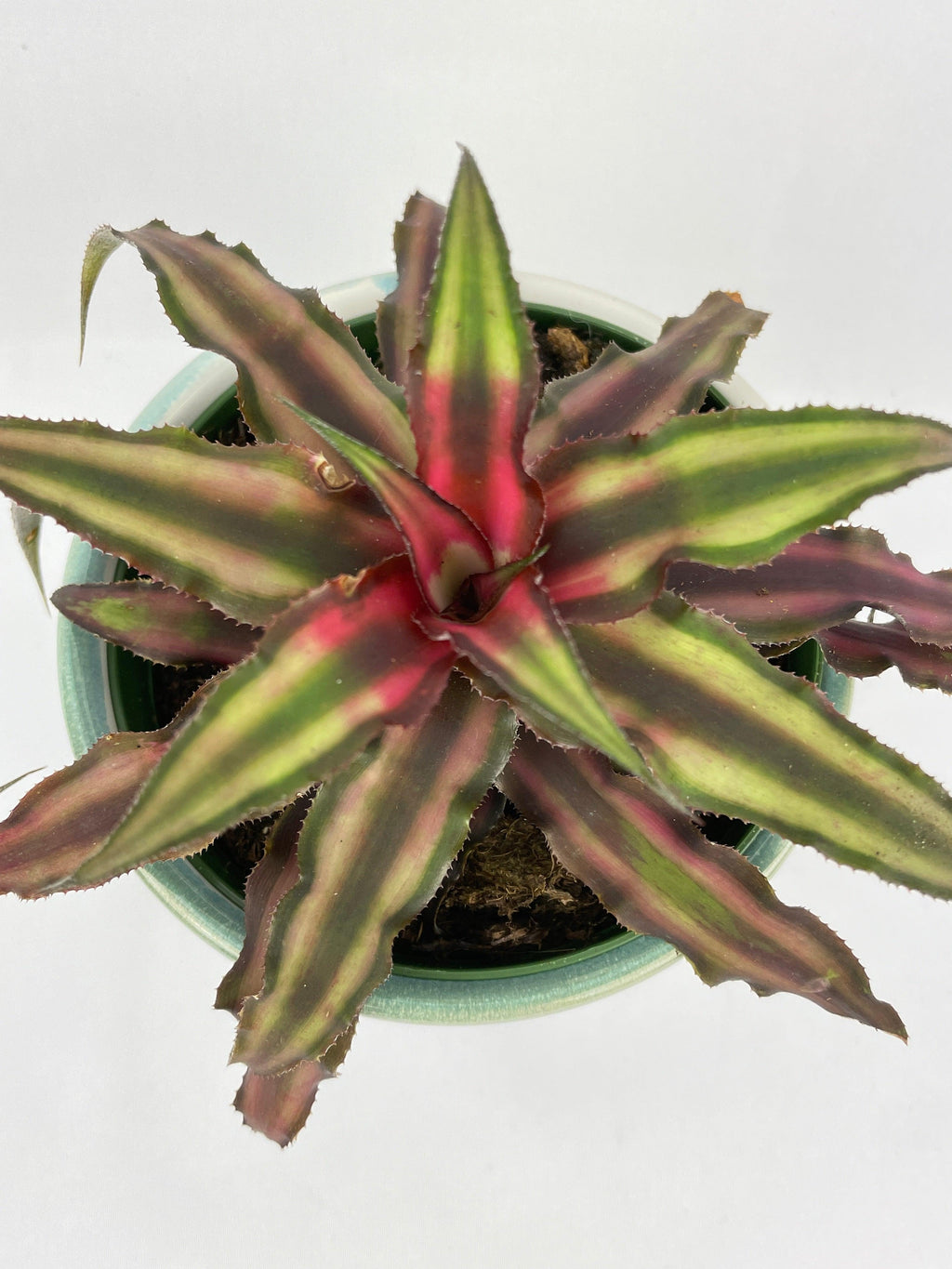 Bumble Plants Red Star Bromeliad Cryptanthus Bivittatus
