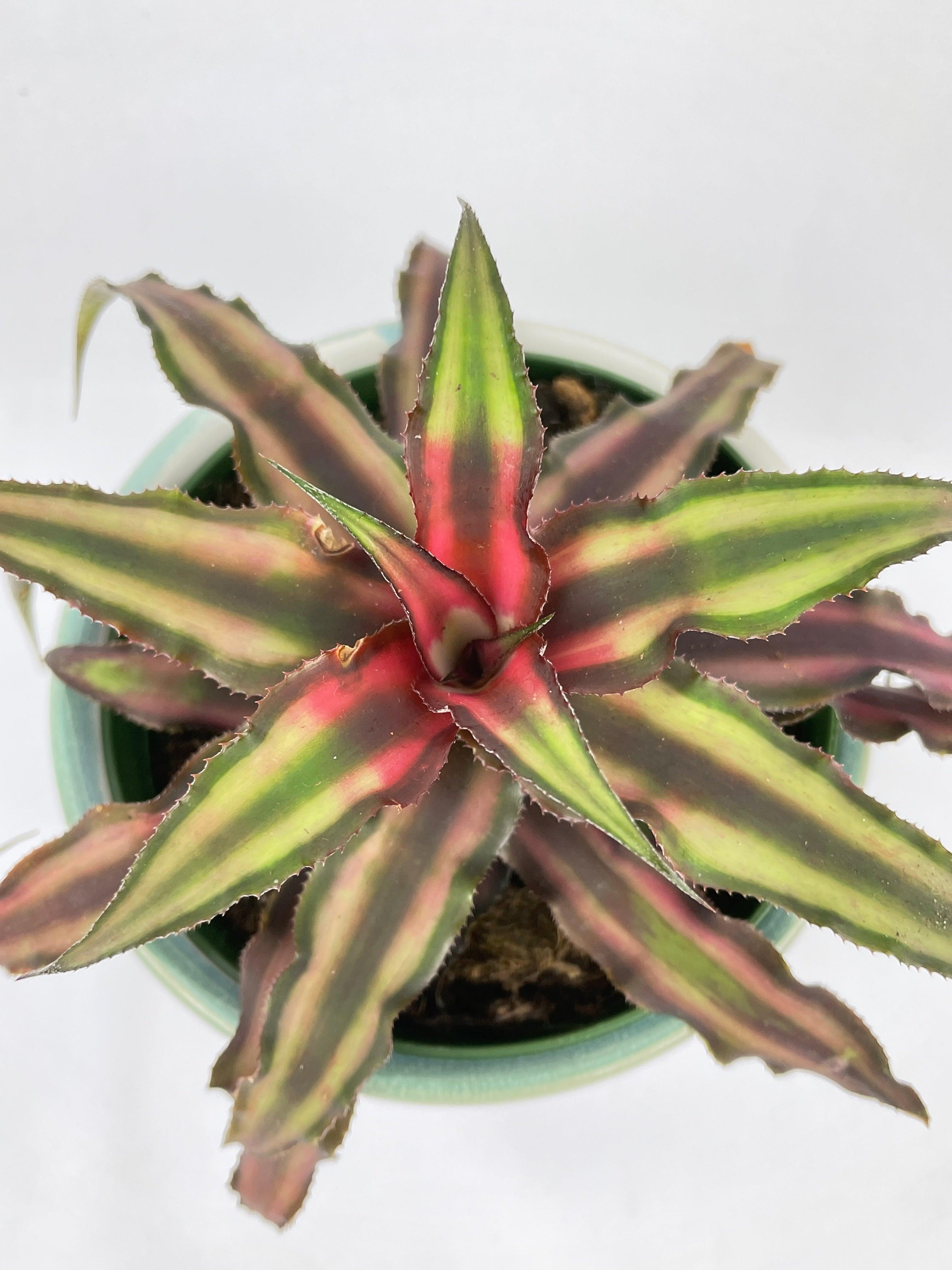 Bumble Plants Red Star Bromeliad Cryptanthus Bivittatus