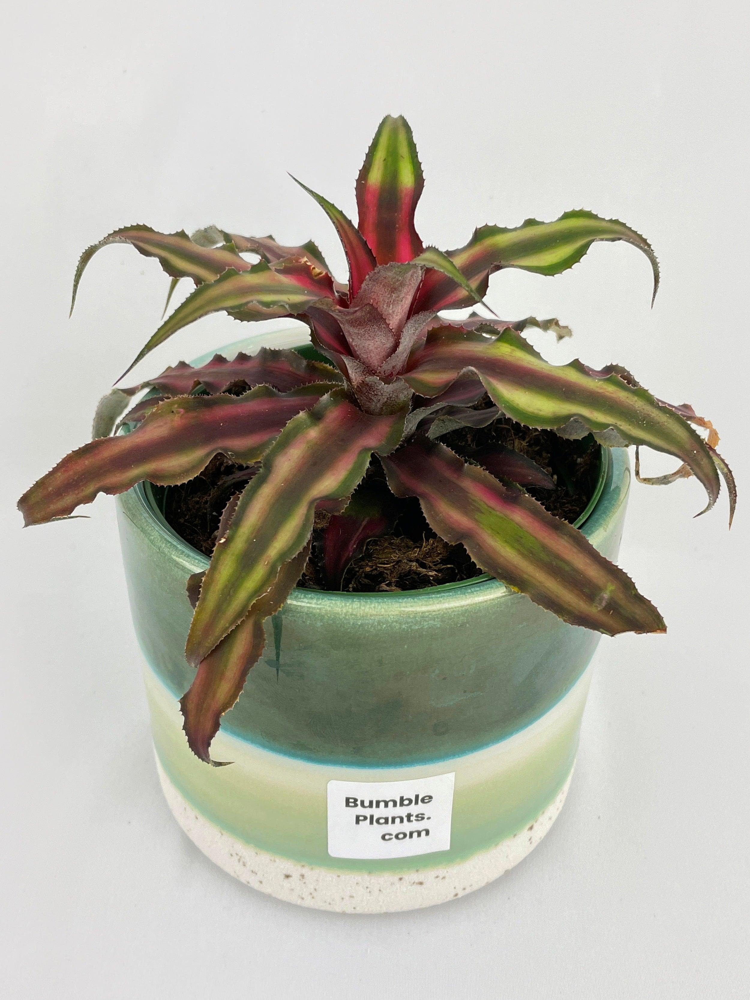 Bumble Plants Red Star Bromeliad Cryptanthus Bivittatus