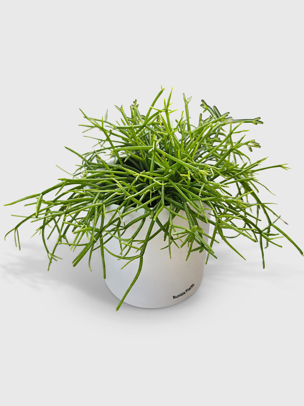 Bumble Plants Rhipsalis Cashero Mistletoe Cactus