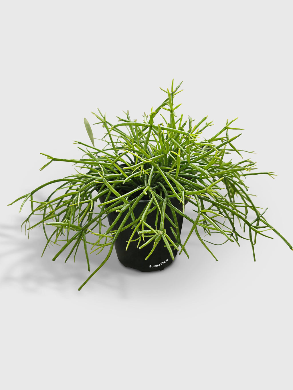 Bumble Plants Rhipsalis Cashero Mistletoe Cactus
