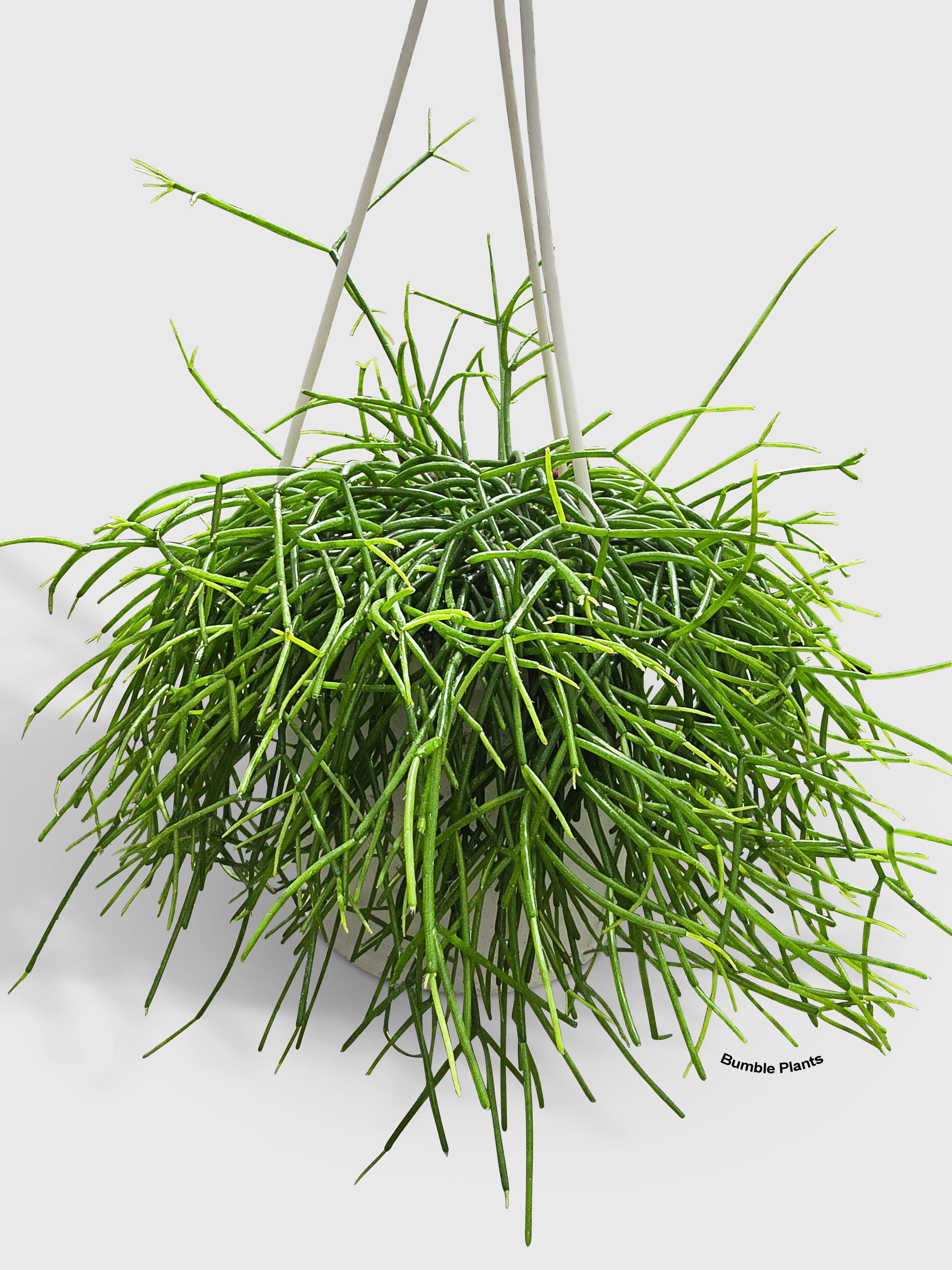 Bumble Plants Rhipsalis Cashero Mistletoe Cactus