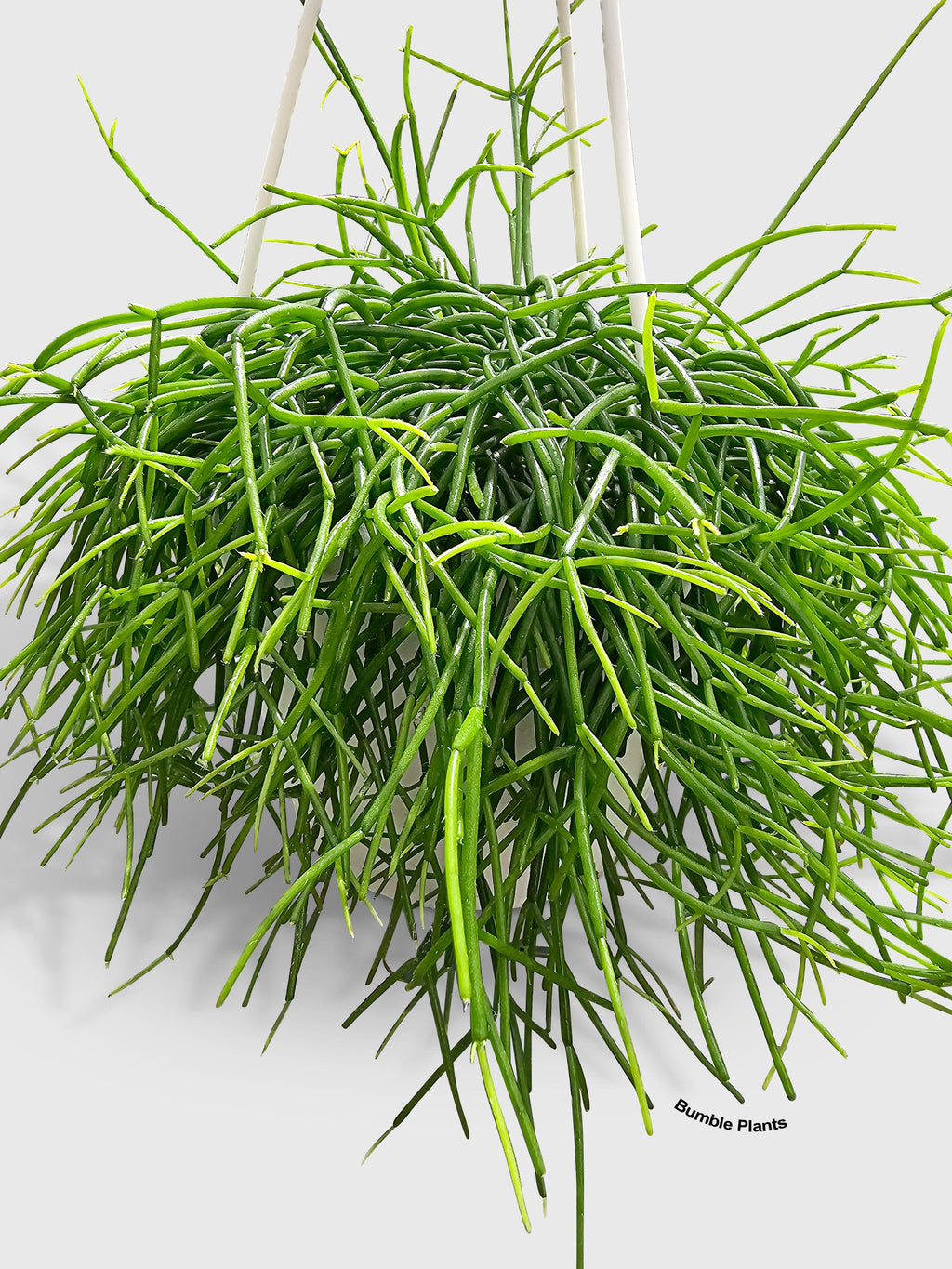 Bumble Plants Rhipsalis Cashero Mistletoe Cactus