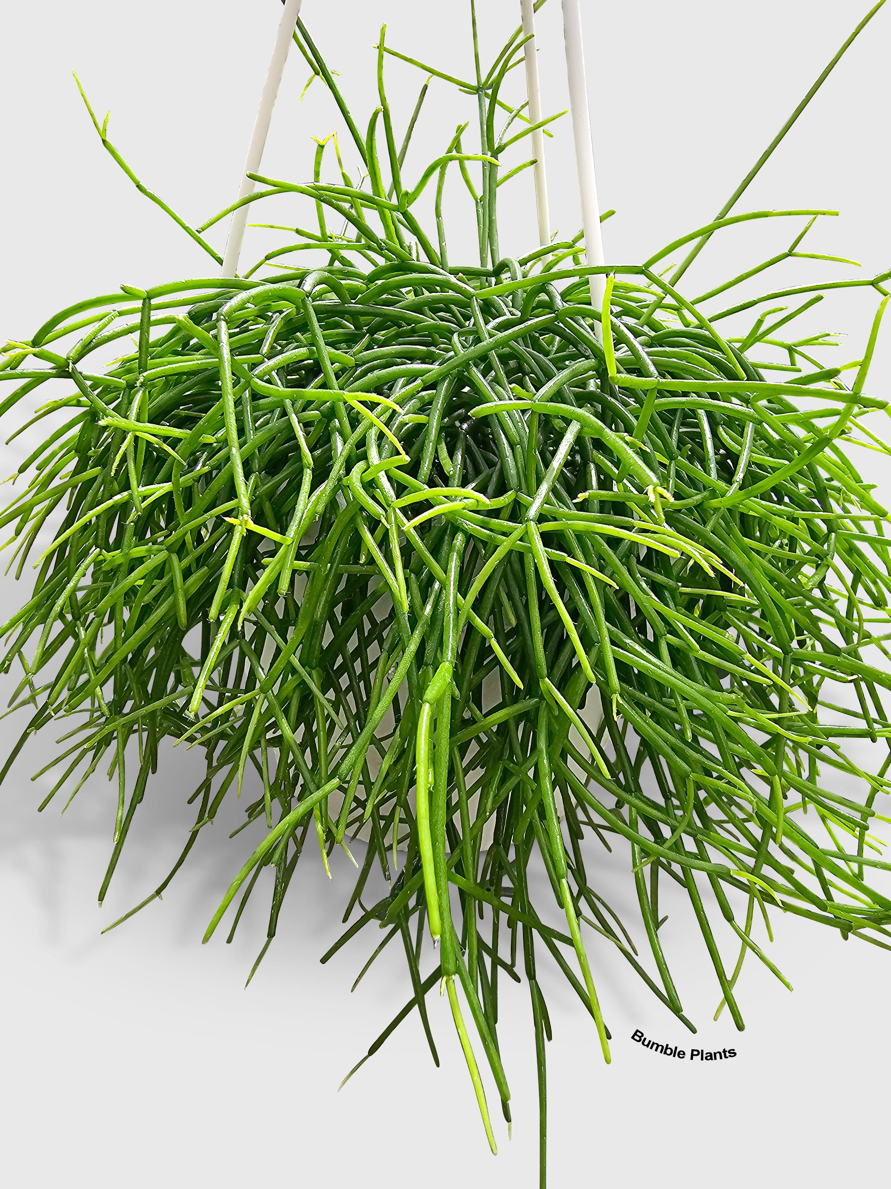 Bumble Plants Rhipsalis Cashero Mistletoe Cactus