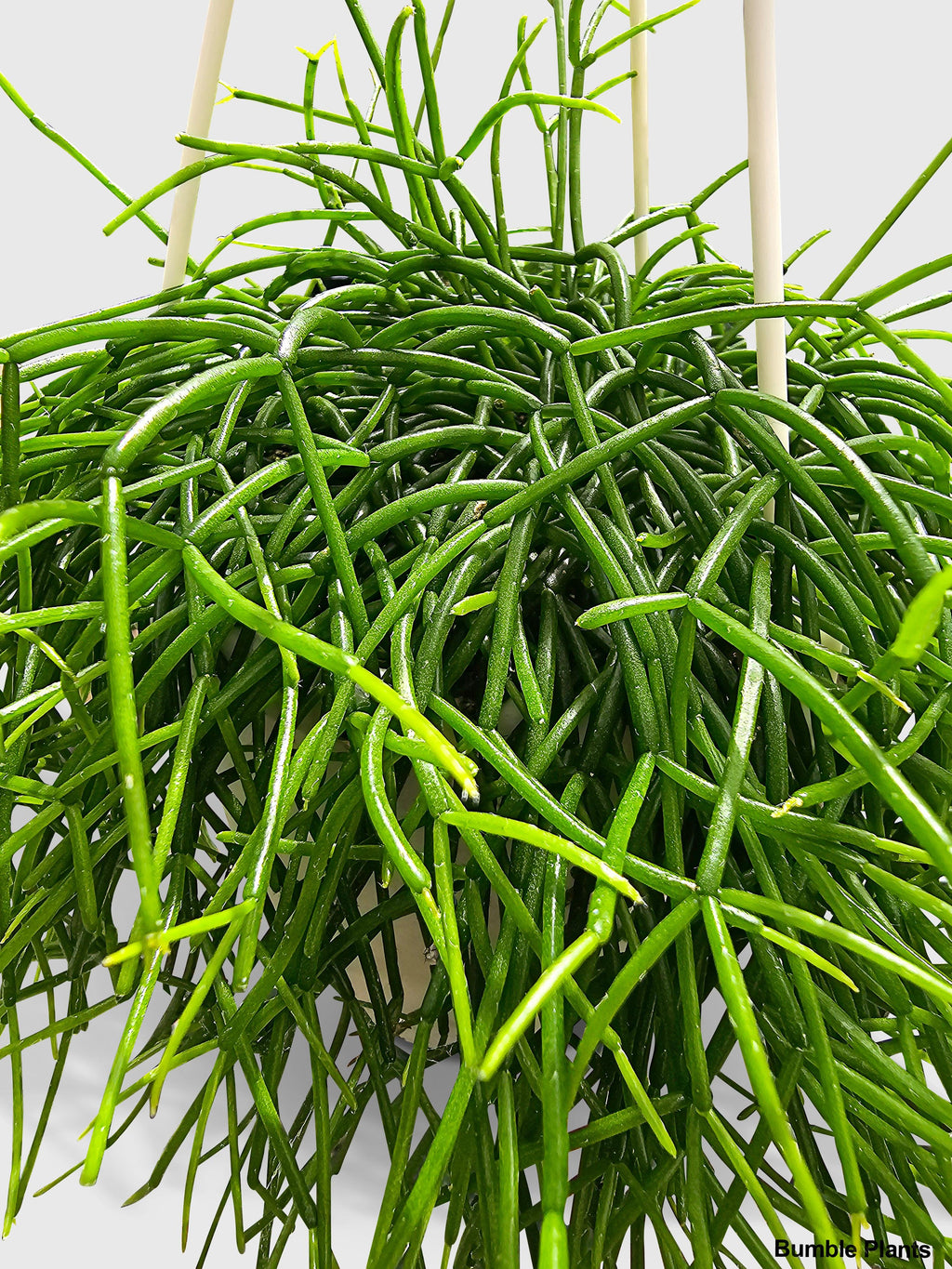 Bumble Plants Rhipsalis Cashero Mistletoe Cactus