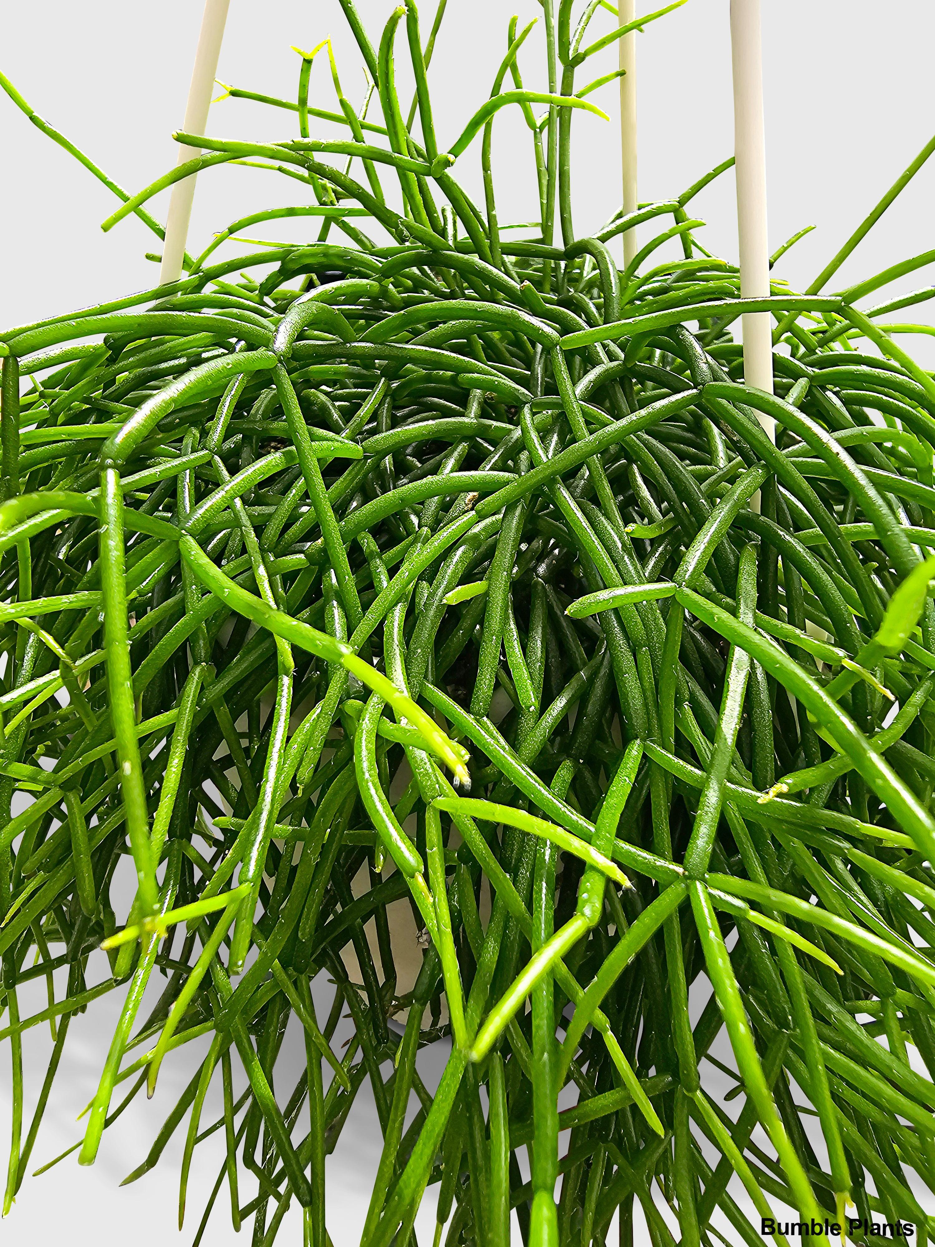 Bumble Plants Rhipsalis Cashero Mistletoe Cactus