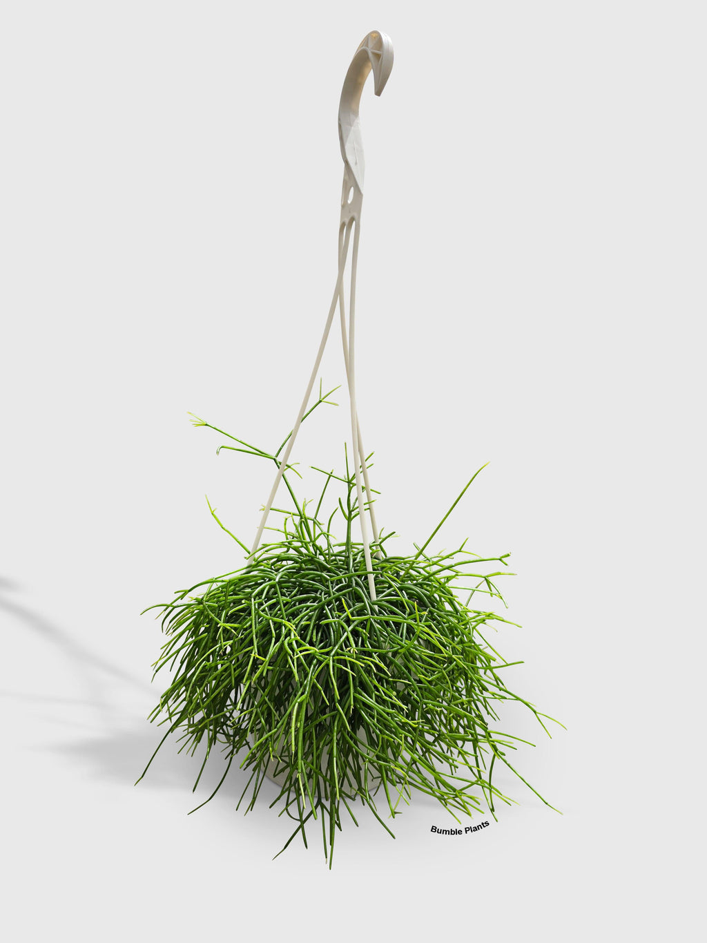 Bumble Plants Rhipsalis Cashero Mistletoe Cactus