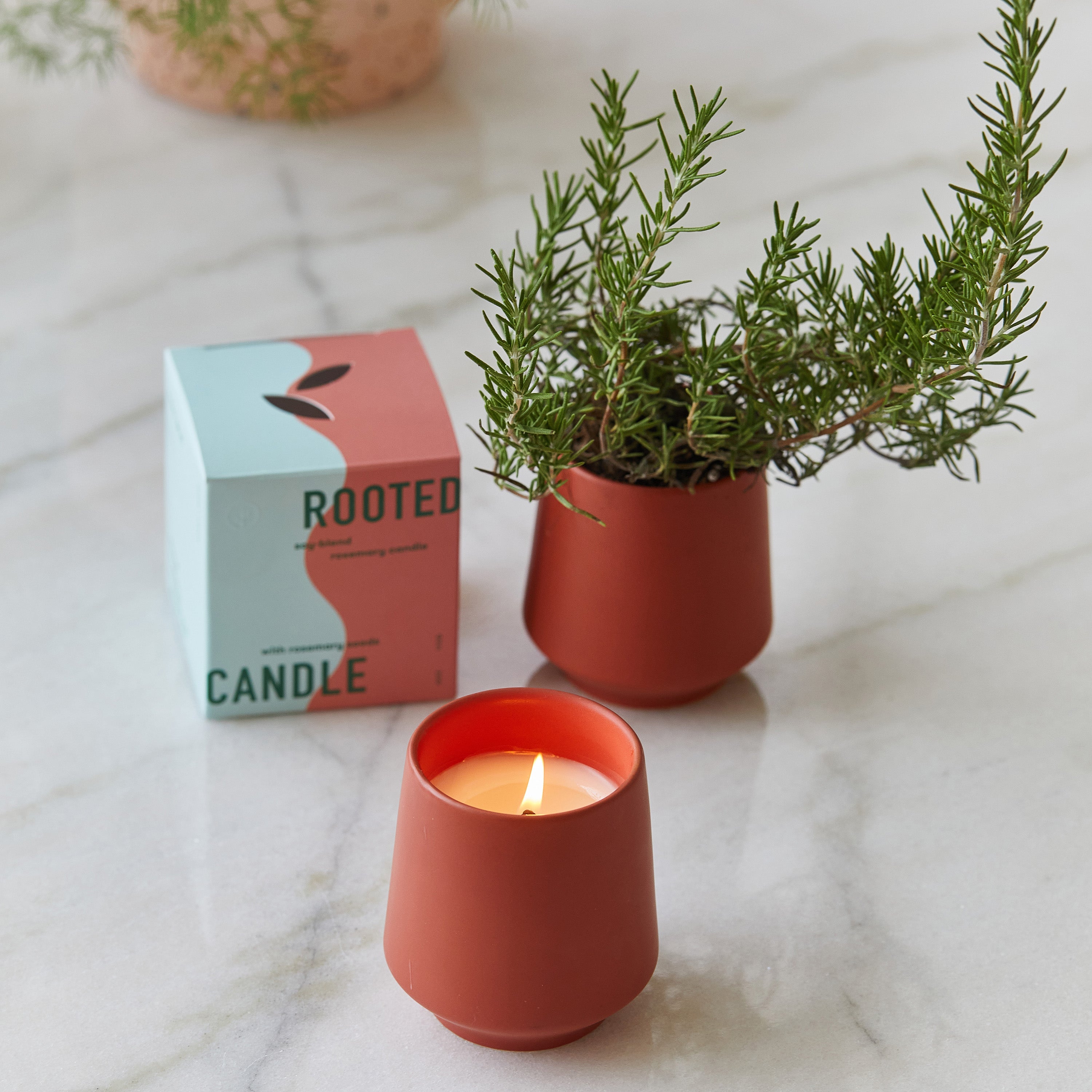 Modern Sprout Rooted Candles