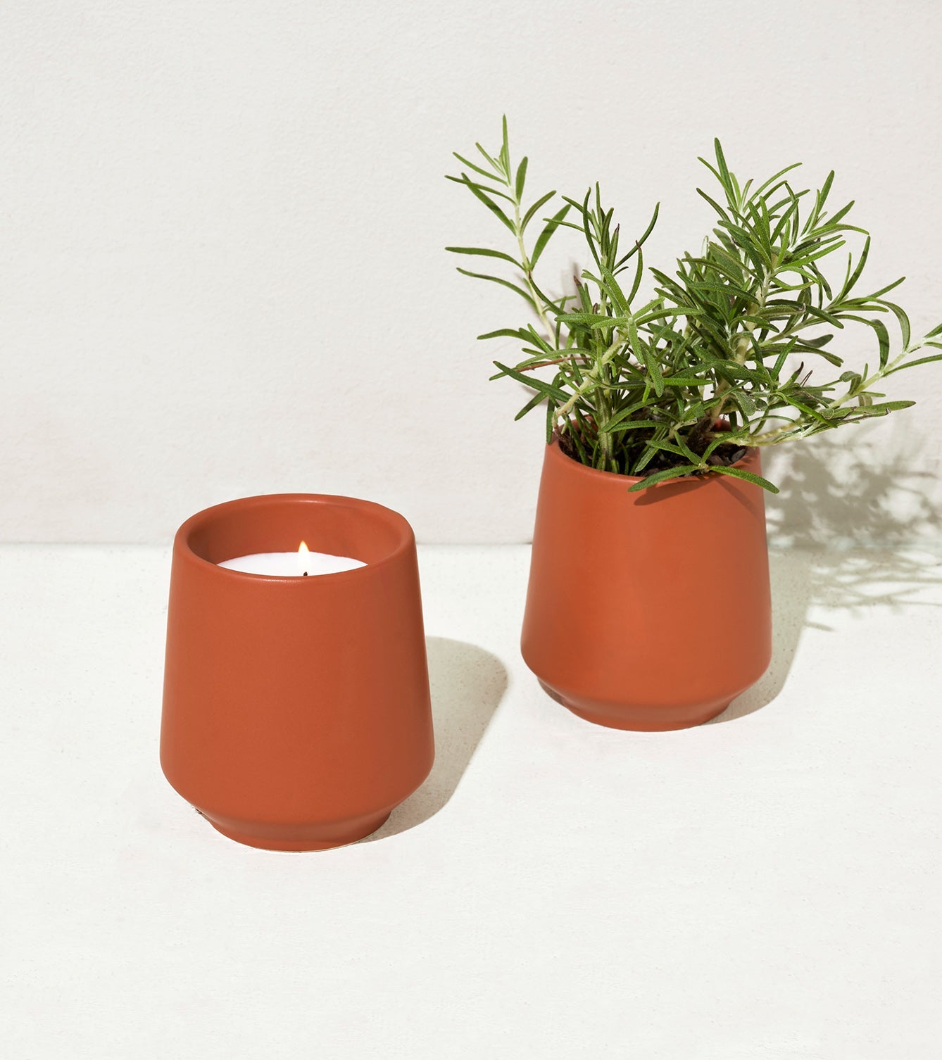 Modern Sprout Rooted Candles