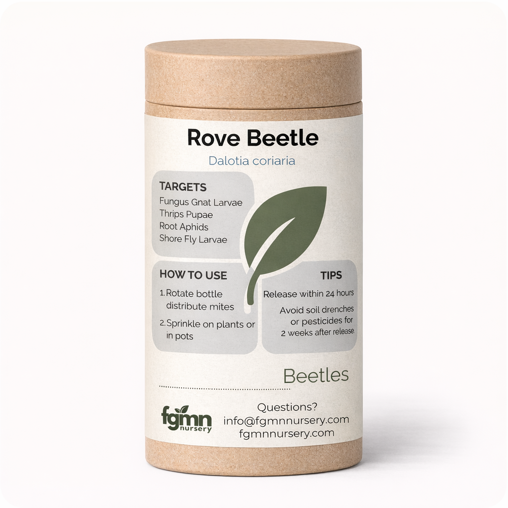 FGMN Nursery Dalotia coriaria - Rove Beetle | Heirloom Boulevard