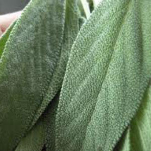 SAGE Seeds | Heirloom Boulevard