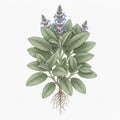 SAGE Seeds | Heirloom Boulevard