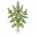SPEARMINT (Mint) Seeds | Heirloom Boulevard