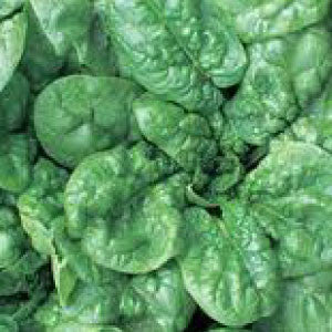 SPINACH Seeds, Bloomsdale | Heirloom Boulevard