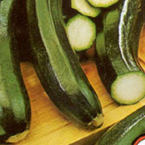 SQUASH Seeds, Black Beauty | Heirloom Boulevard