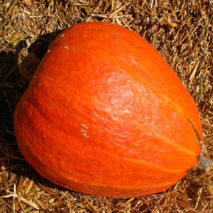 SQUASH Seeds, Golden Delicious | Heirloom Boulevard