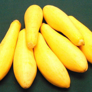 SQUASH Seeds, Saffron | Heirloom Boulevard