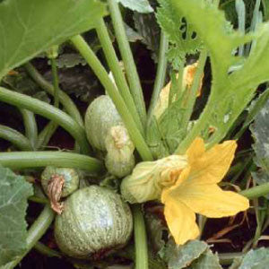 SQUASH Seeds, Zucchini Round | Heirloom Boulevard