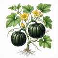 SQUASH (Acorn) Seeds, Table Queen | Heirloom Boulevard