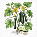 SQUASH Seeds, Black Beauty | Heirloom Boulevard