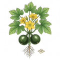 SQUASH Seeds, Zucchini Round | Heirloom Boulevard