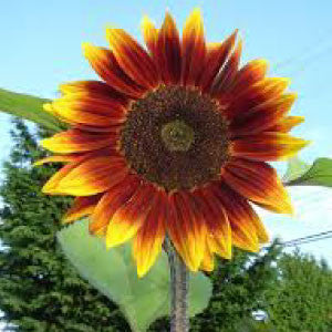 SUNFLOWER Seeds, Autumn Beauty | Heirloom Boulevard