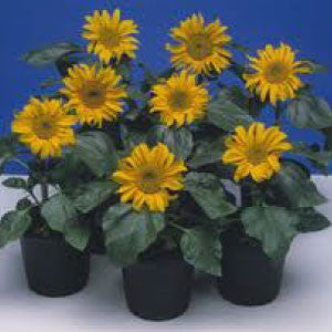 SUNFLOWER Seeds, Incredible Dwarf | Heirloom Boulevard