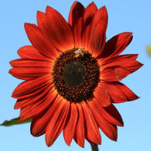 SUNFLOWER Seeds, Velvet Queen | Heirloom Boulevard