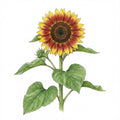 SUNFLOWER Seeds, Autumn Beauty | Heirloom Boulevard