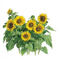 SUNFLOWER Seeds, Incredible Dwarf | Heirloom Boulevard