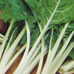SWISS CHARD Seeds, Fordhook Giant | Heirloom Boulevard