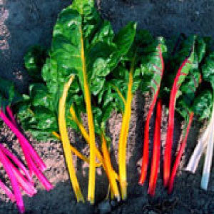 SWISS CHARD Seeds, Northern Lights Mix | Heirloom Boulevard