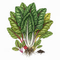 SWISS CHARD Seeds, Northern Lights Mix | Heirloom Boulevard