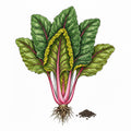 SWISS CHARD Seeds, Ruby Red | Heirloom Boulevard
