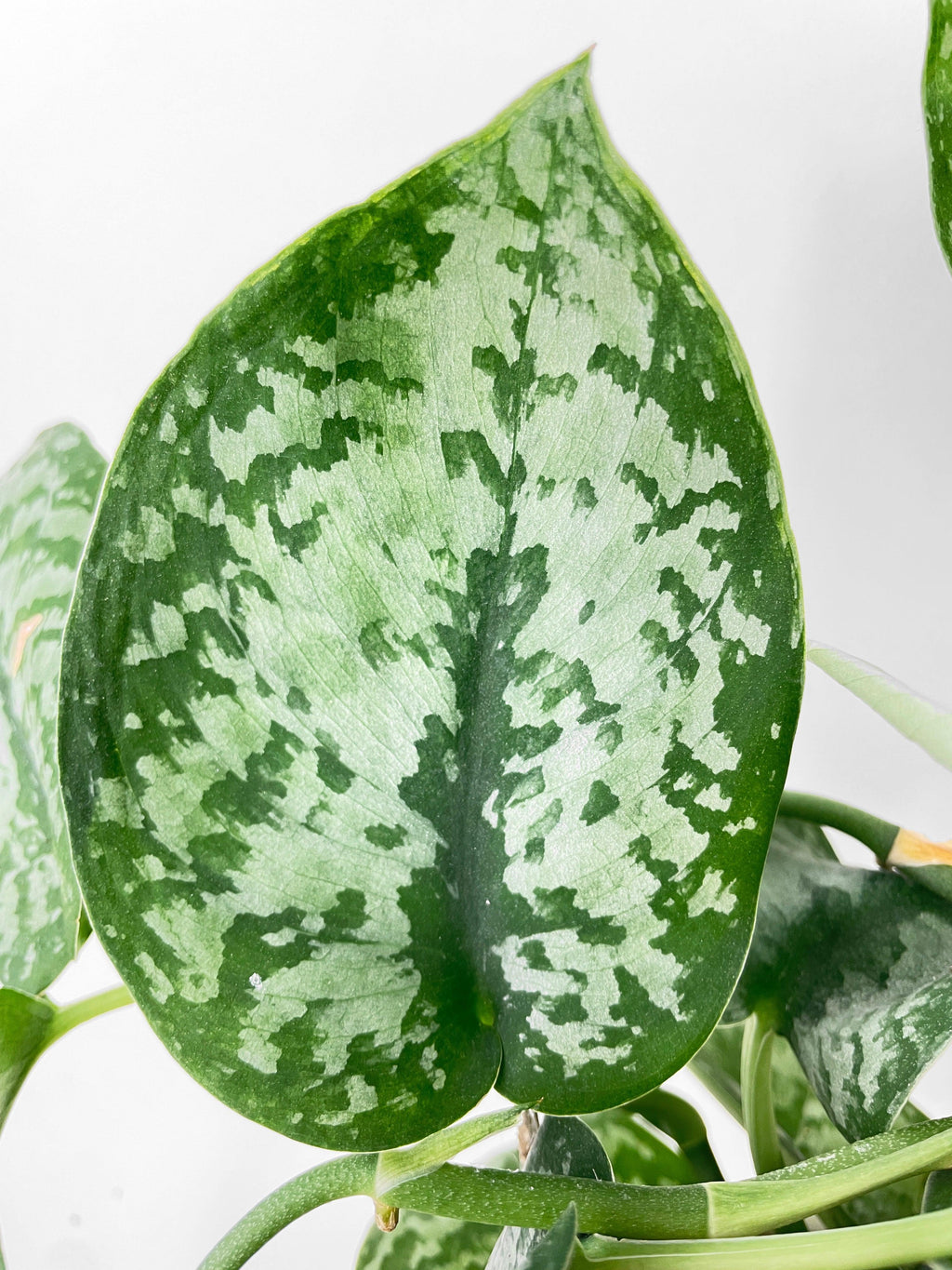 Scindapsus Pictus "Silver Splash" | Heirloom Boulevard