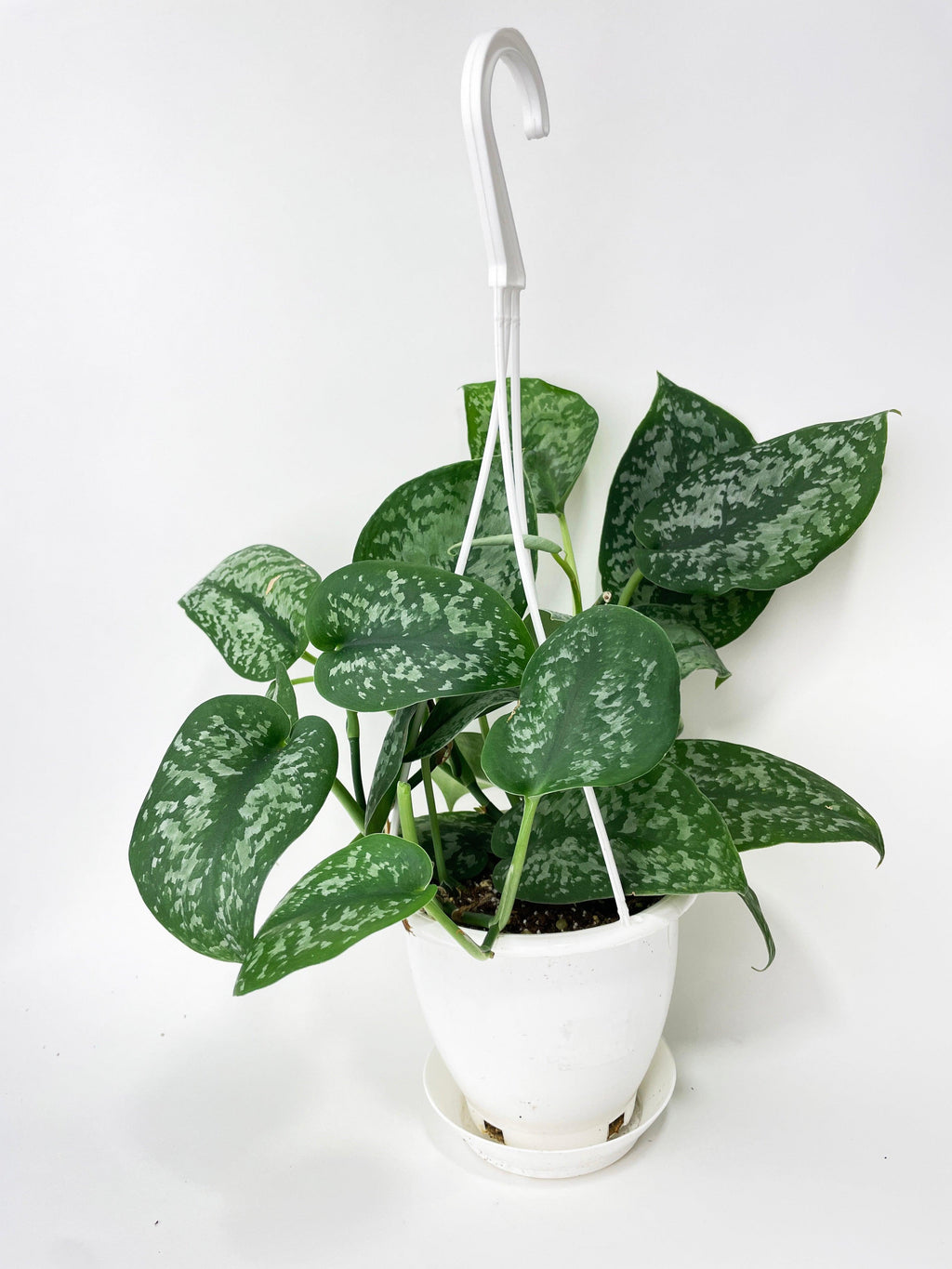 Scindapsus Pictus "Silver Splash" | Heirloom Boulevard