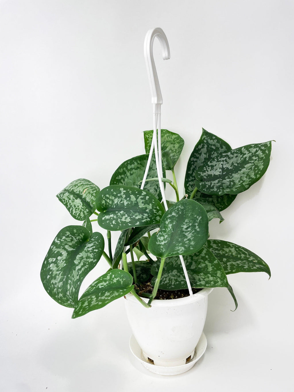 Scindapsus Pictus "Silver Splash" | Heirloom Boulevard