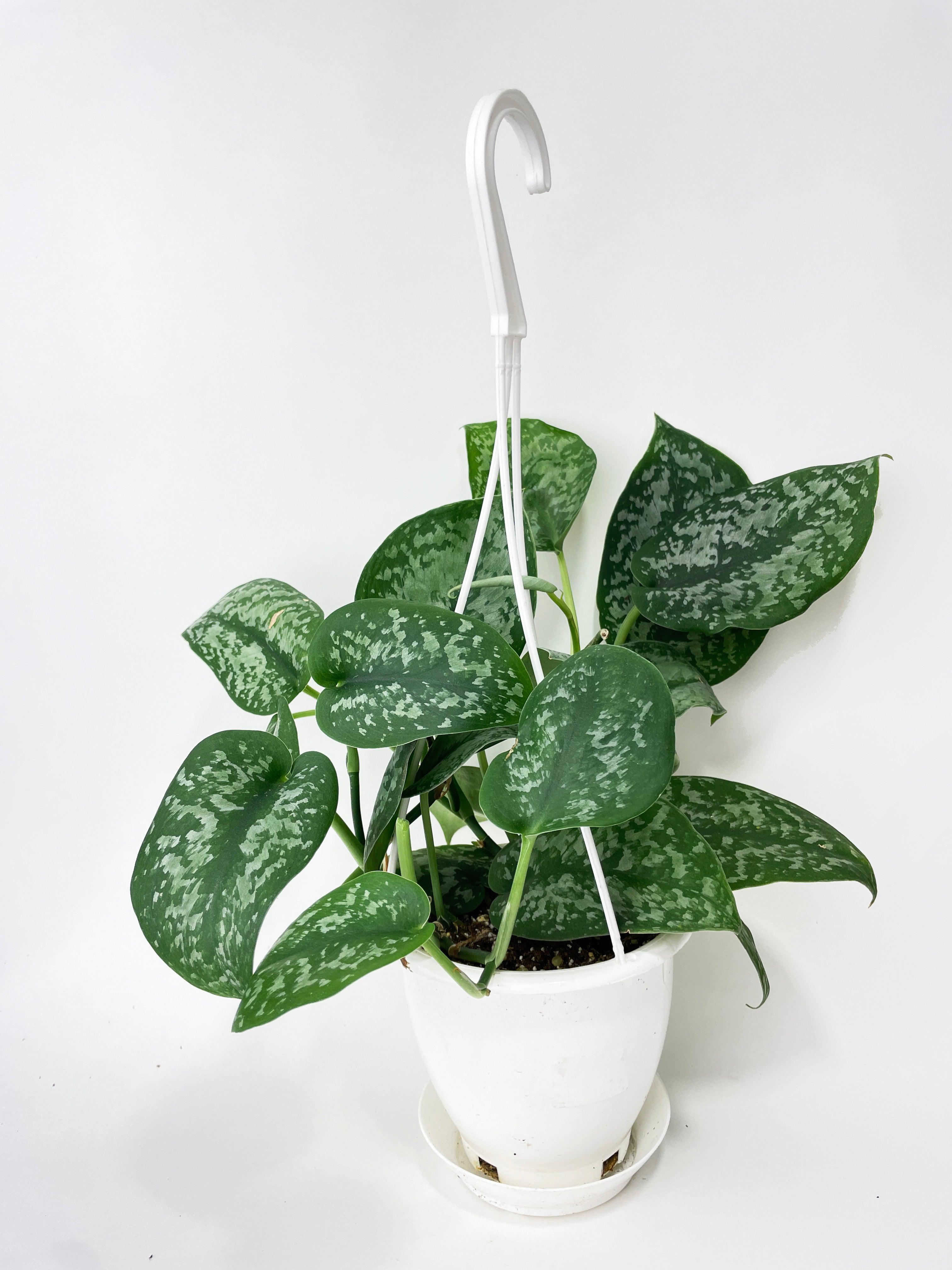 Scindapsus Pictus "Silver Splash" | Heirloom Boulevard
