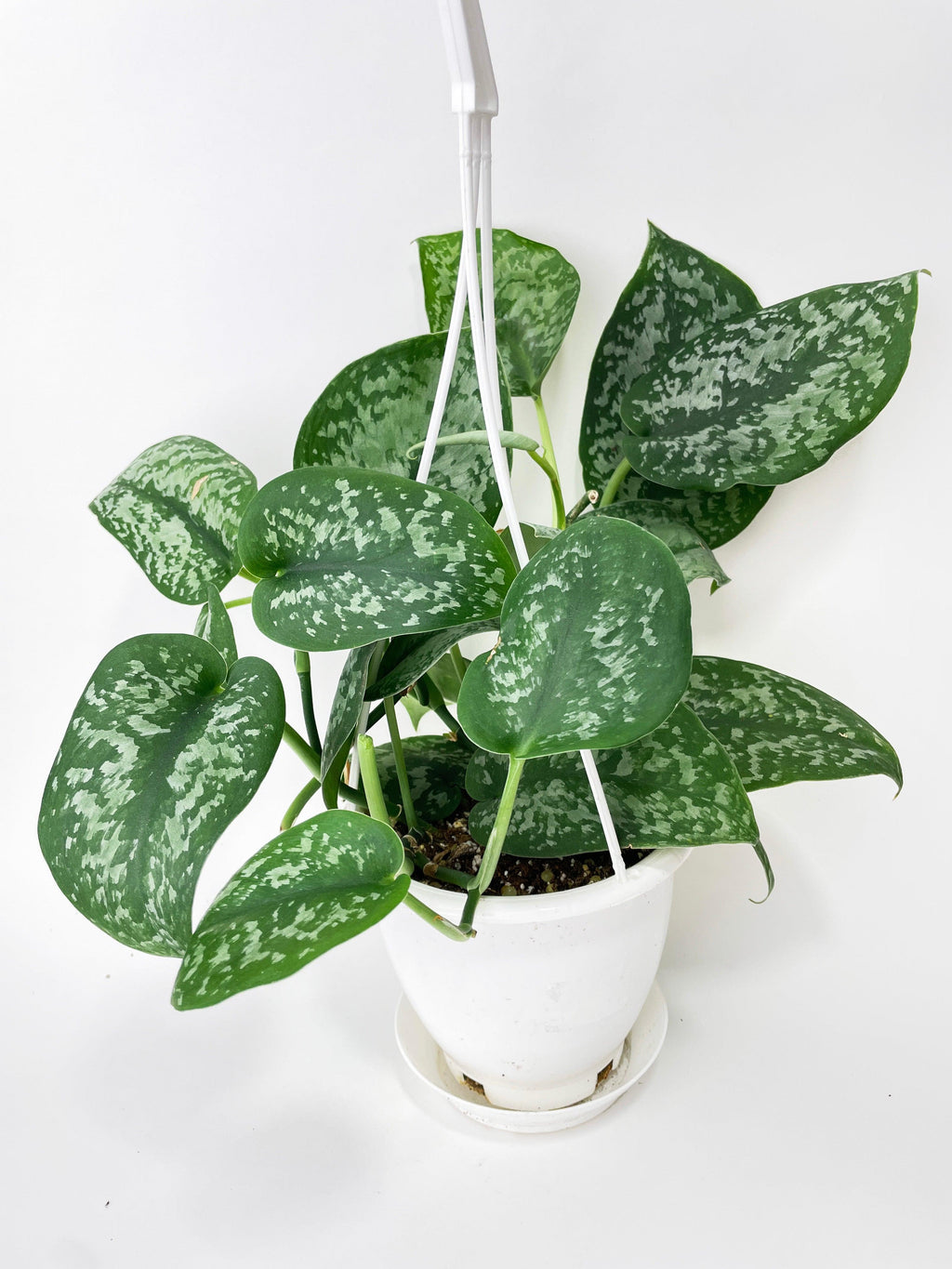 Scindapsus Pictus "Silver Splash" | Heirloom Boulevard