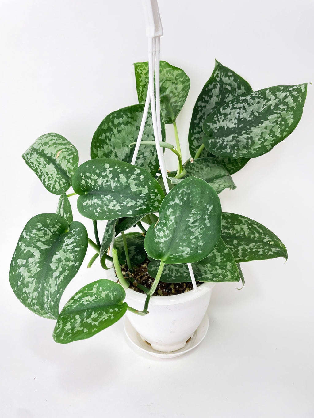 Scindapsus Pictus "Silver Splash" | Heirloom Boulevard