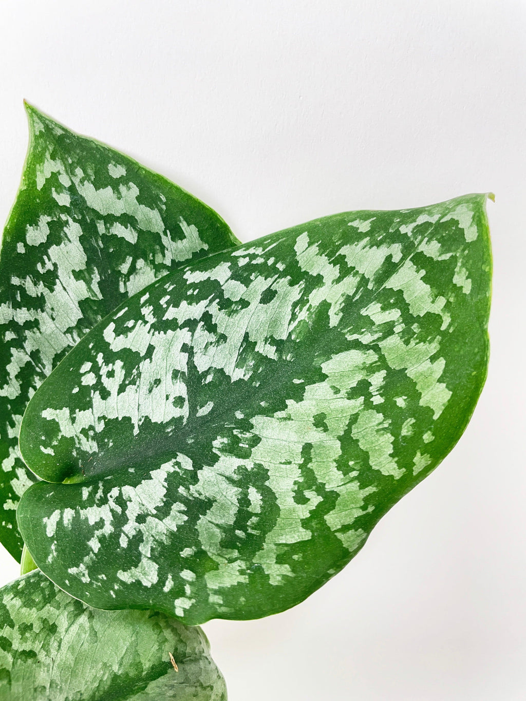 Scindapsus Pictus "Silver Splash" | Heirloom Boulevard