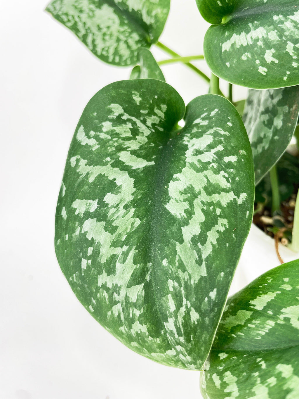 Scindapsus Pictus "Silver Splash" | Heirloom Boulevard