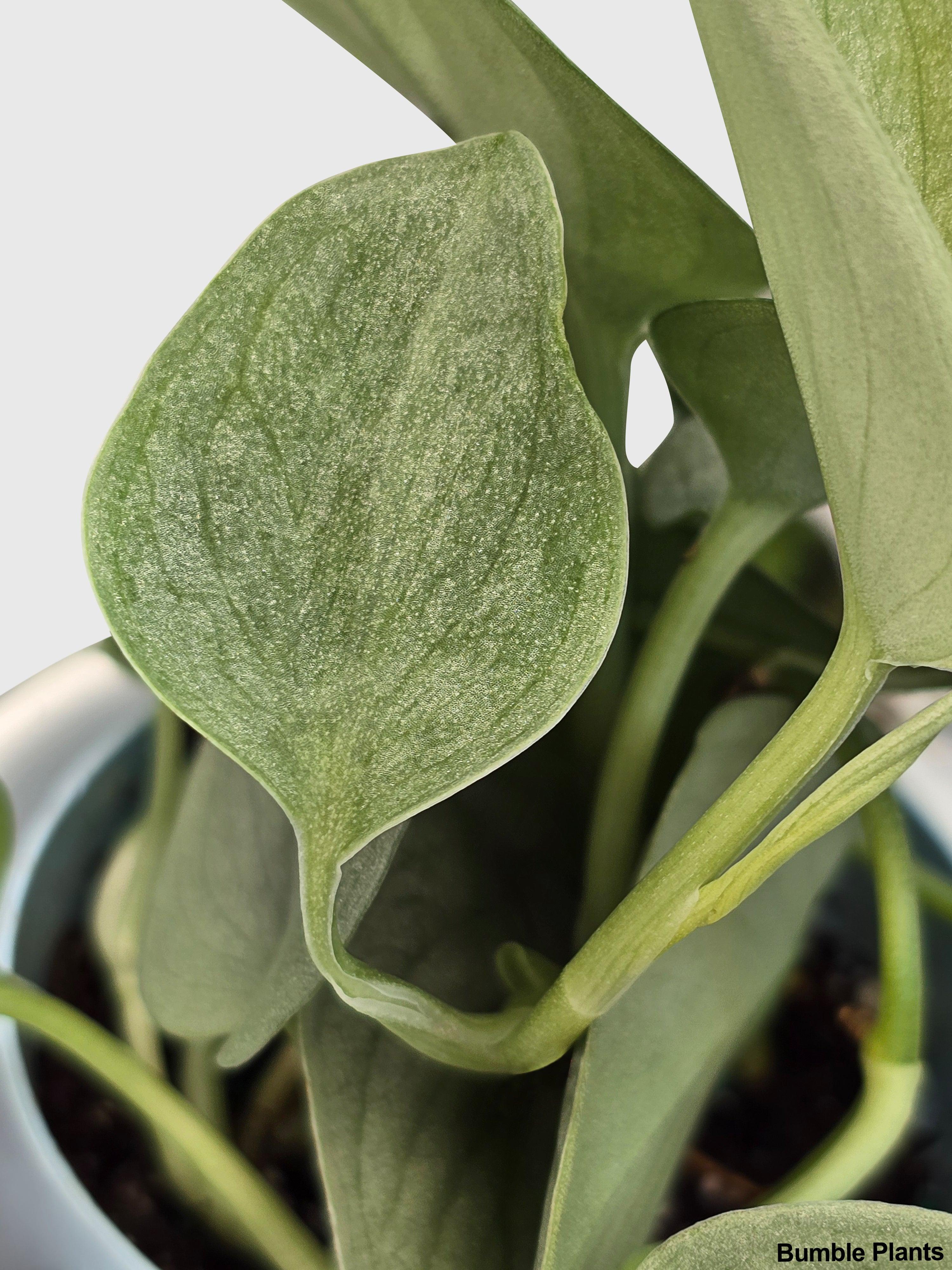 Bumble Plants Scindapsus Pictus 'SOOO™ Silver'